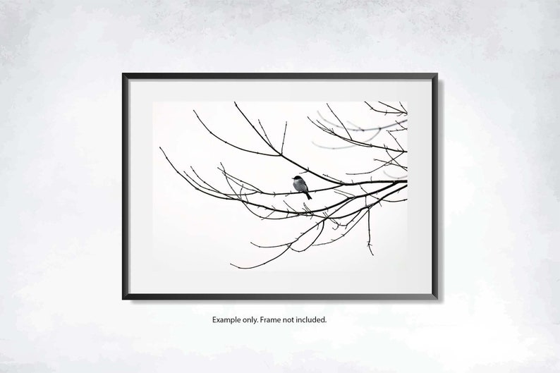 Winter Phoebe, Eastern Phoebe Bird Print, Black and White Photography, Minimalist Wall Art bild 2