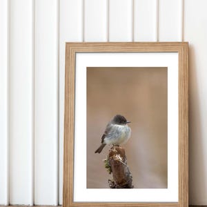 May include: A framed photograph of a small, grey bird perched on a branch. The bird has a dark grey head and a light grey body. The background is a soft, blurred brown.