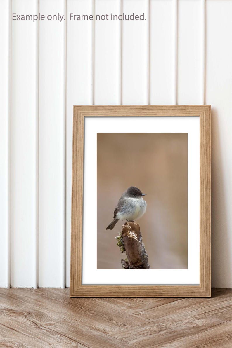 May include: A framed photograph of a small, grey bird perched on a branch. The bird has a dark grey head and a light grey body. The background is a soft, blurred brown.