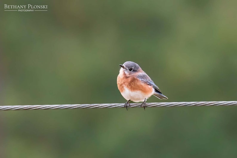 Cute Bluebird Print, Bird Photography, Eastern Bluebird, Nature Photo, Cute Animals, Wall Art, Fine Art Photography image 1