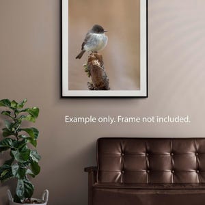 May include: A small, grey bird perched on a branch against a soft, beige background. The bird has a dark head and a white belly.