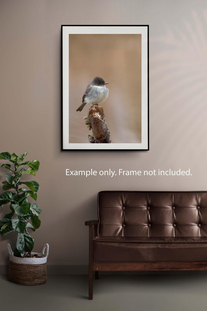 May include: A small, grey bird perched on a branch against a soft, beige background. The bird has a dark head and a white belly.