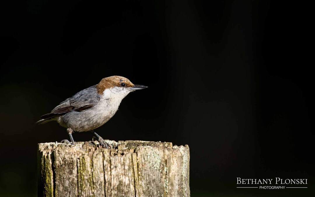 Brownheaded Nuthatch Print, Bird Photography, Wall Art, Home Decor