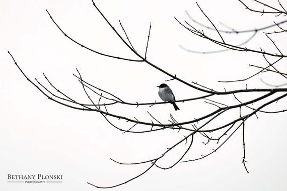 Winter Phoebe, Eastern Phoebe Bird Print, Black and White Photography, Minimalist Wall Art