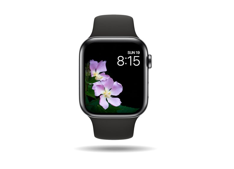 Pink Hibiscus Watch Wallpaper, Digital Download, Flower Watch Wallpaper