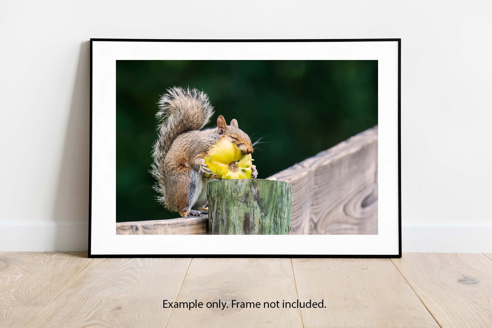 Garden Thief Squirrel Fine Art Photo Print, Nature Photography - Etsy
