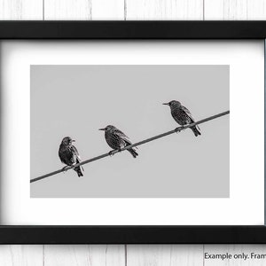 May include: Three black and white starlings perched on a wire against a light gray background.