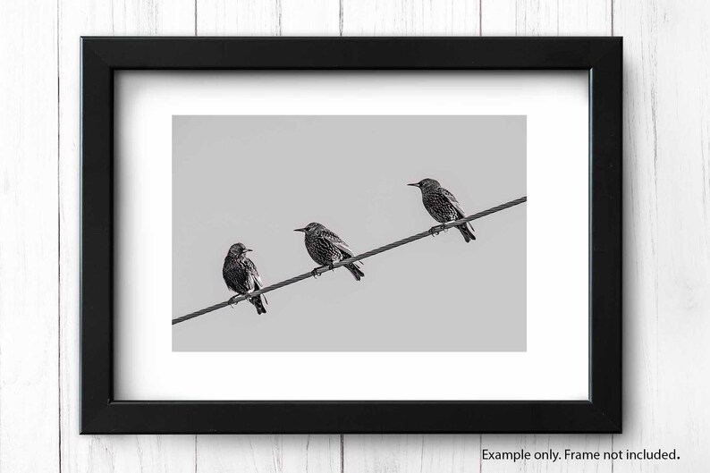 May include: Three black and white starlings perched on a wire against a light gray background.
