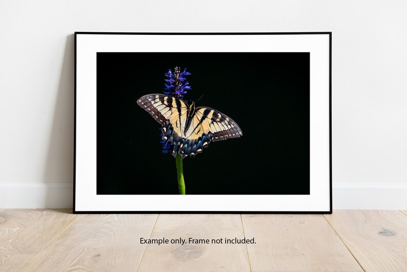 Eastern Tiger Swallowtail Print, Yellow Butterfly Photo, Wall Art - Etsy