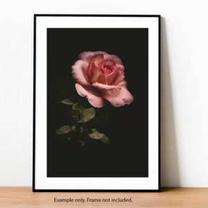 Dewy Pink Rose Fine Art Photography Print - Etsy
