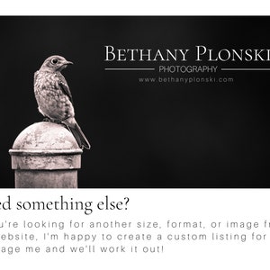 May include: A black and white photograph of a small bird perched on a metal post. The bird is facing to the right and has a long tail. The background is a dark, blurred out area. The text "BETHANY PLONSKI PHOTOGRAPHY www.bethanyplonski.com" is at the top of the image.