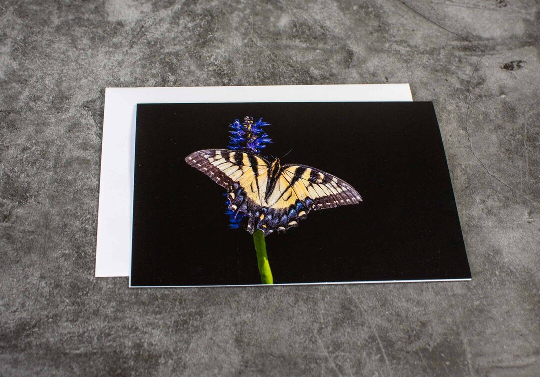 Tiger Swallowtail Butterfly Notecard: Blank Inside, Frameable Art - Etsy
