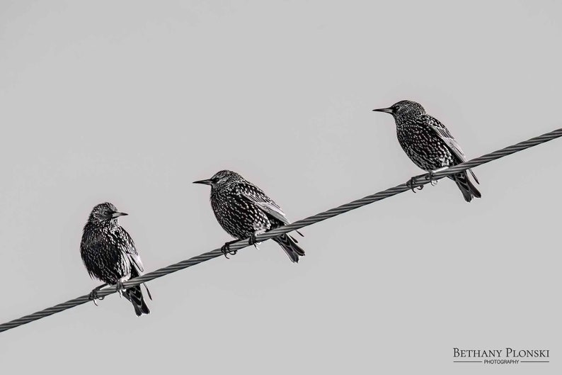 May include: Three black and white starlings perched on a wire against a light gray sky.