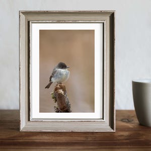 May include: A small, grey and white bird perched on a branch. The bird is facing to the right and has a soft, fluffy appearance. The background is a blurred, light brown colour.