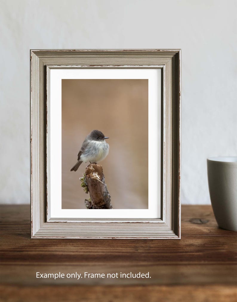 May include: A small, grey and white bird perched on a branch. The bird is facing to the right and has a soft, fluffy appearance. The background is a blurred, light brown colour.