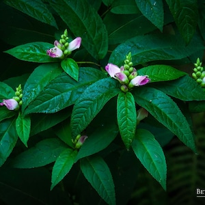 May include: A close-up of a plant with pink flowers and green leaves. The leaves are wet with dew or rain.