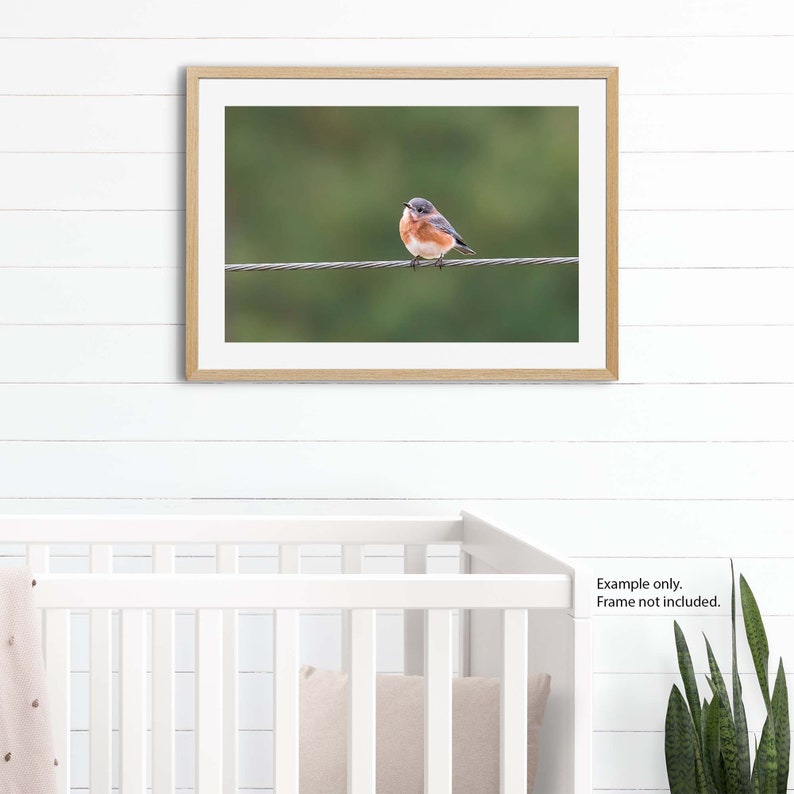 Cute Bluebird Print, Bird Photography, Eastern Bluebird, Nature Photo, Cute Animals, Wall Art, Fine Art Photography image 3