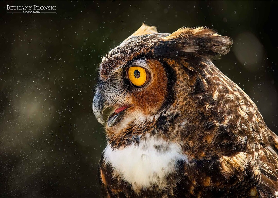 Great Horned Owl Print, Great Horned Owl, Owl Photo, Owl Art, Bird