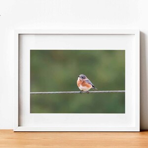 Cute Bluebird Print, Bird Photography, Eastern Bluebird, Nature Photo, Cute Animals, Wall Art, Fine Art Photography image 2