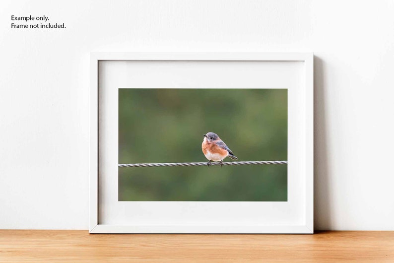 Cute Bluebird Print, Bird Photography, Eastern Bluebird, Nature Photo, Cute Animals, Wall Art, Fine Art Photography image 2