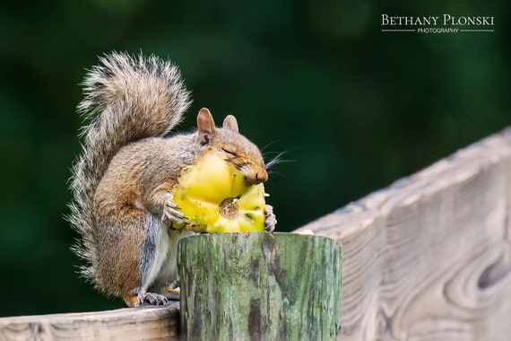 Garden Thief Squirrel Fine Art Photo Print, Nature Photography - Etsy