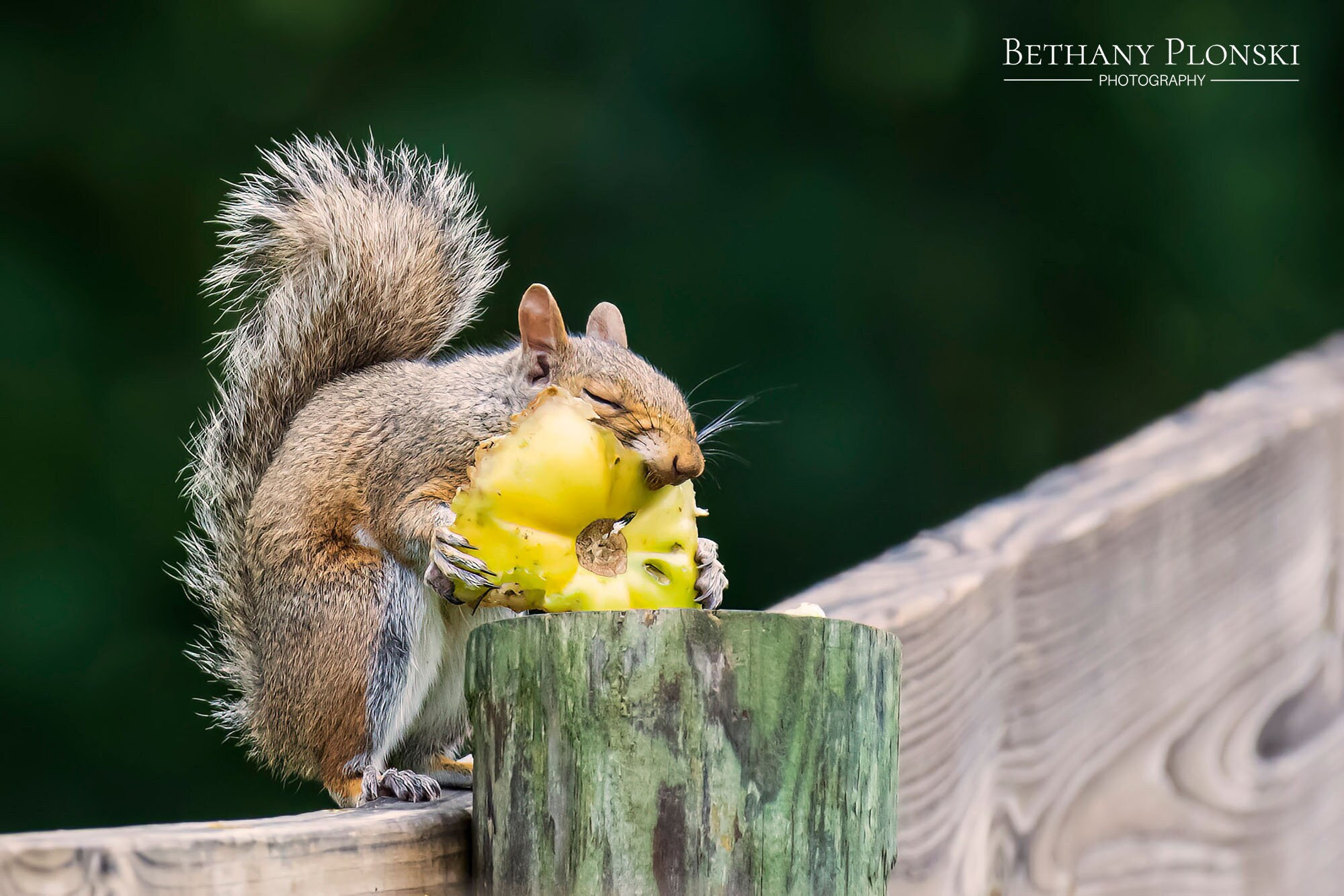 Garden Thief Squirrel Fine Art Photo Print, Nature Photography - Etsy