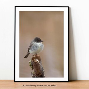 May include: A small, grey and white bird perched on a branch. The bird has a dark grey head and a white belly. The background is a soft, brown blur.