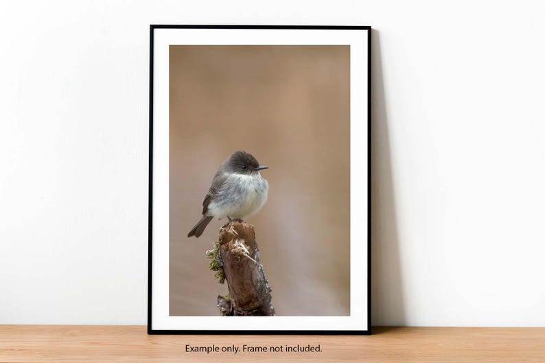 May include: A small, grey and white bird perched on a branch. The bird has a dark grey head and a white belly. The background is a soft, brown blur.