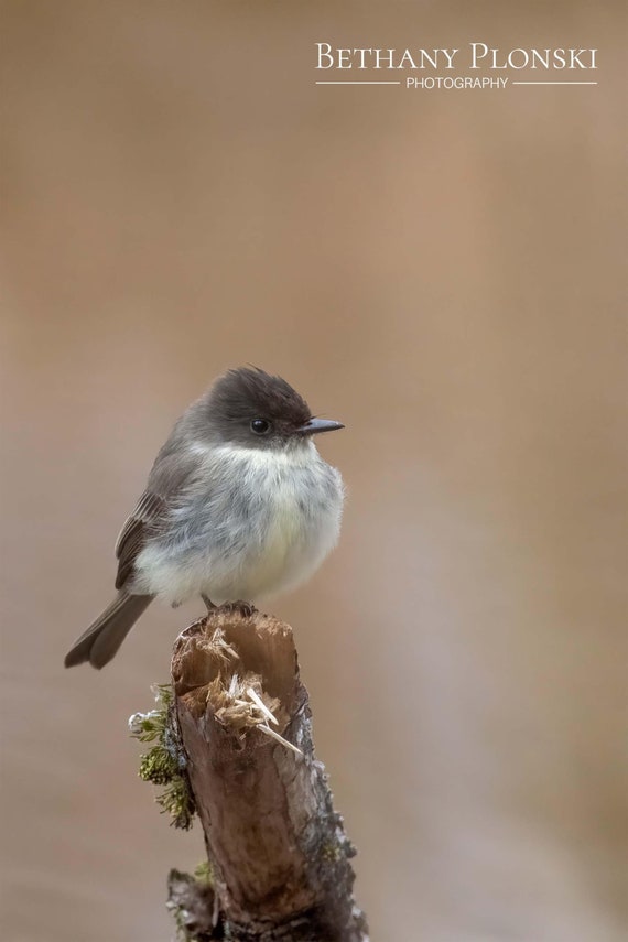 Eastern Phoebe Print, Bird Photography, Neutral Wall Art, Nature Photography, Home Decor, Minimalist