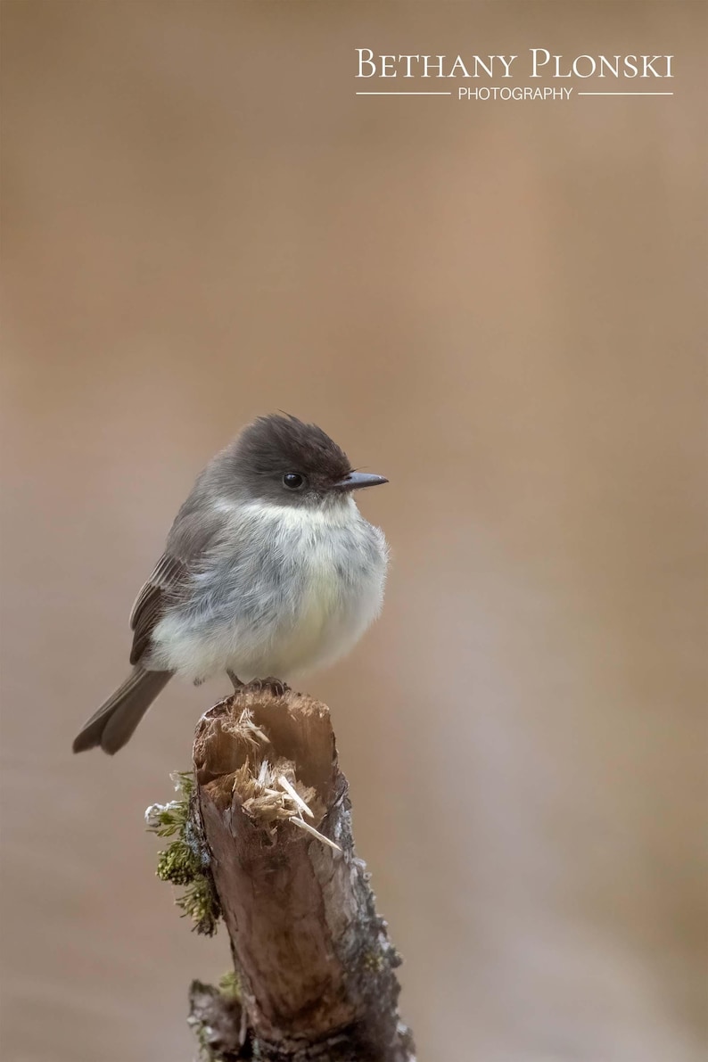 May include: A small, grey and white bird with a dark head perches on a broken branch. The bird is facing to the right and has a fluffy appearance.