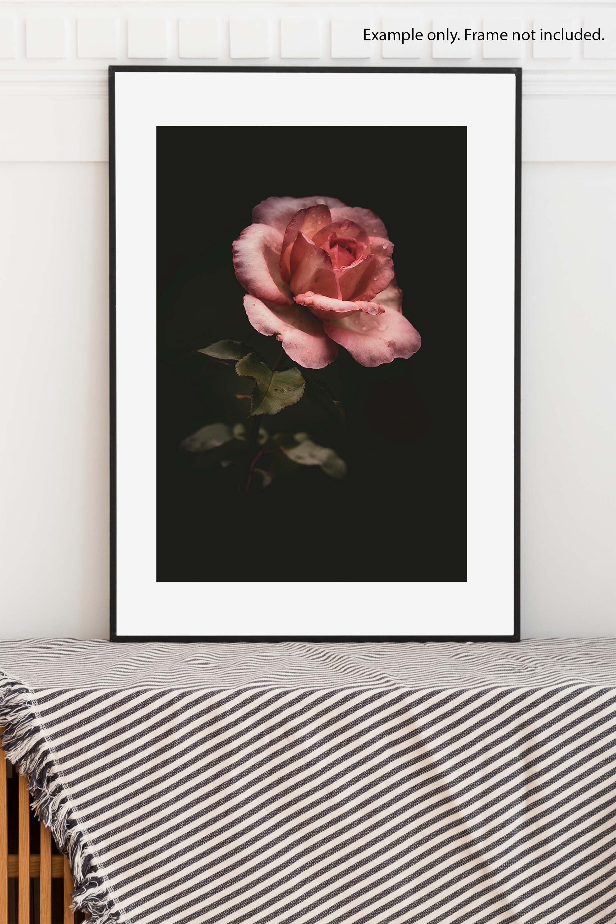 Dewy Pink Rose Fine Art Photography Print - Etsy