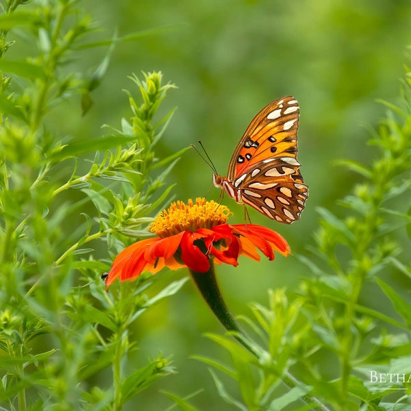 Gulf Fritillary on Mexican Sunflower, Orange Butterfly Print, Butterfly Photo, Nature Photography, Wall Art, Home Decor