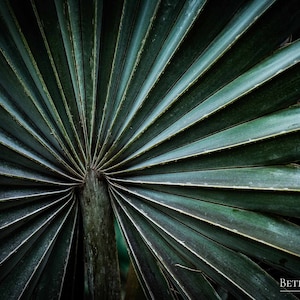 Palm Leaf Print, Palm Leaves, Palm Frond, Wall Art, Home Decor, Fine Art Print, Nature Photography, Airbnb Decor, Tropical Plant Print
