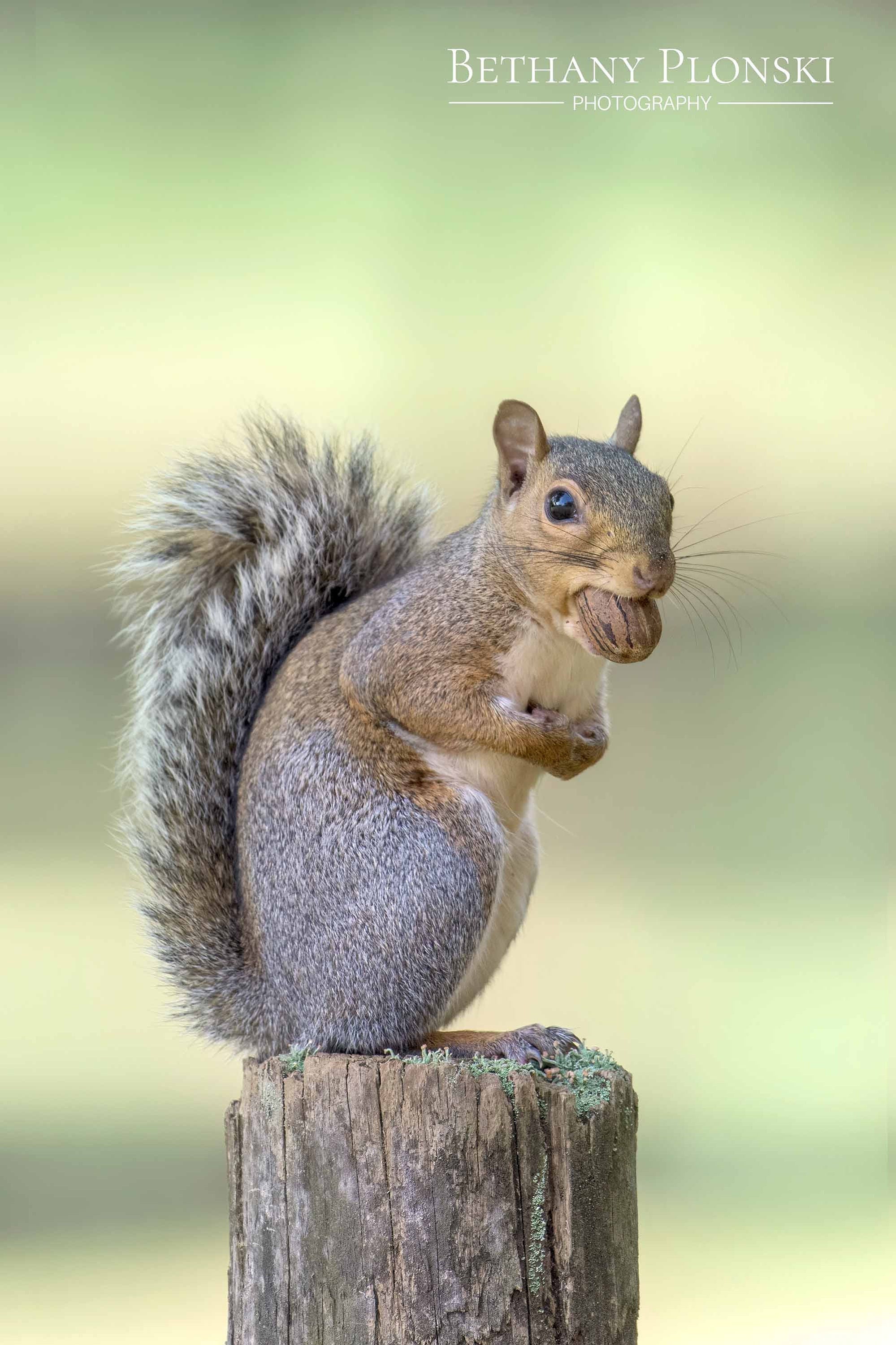 Squirrel Portrait, Gray Squirrel with Acorn, Wildlife Photo, Cute Animal Art, Nature Photography, Wall Art