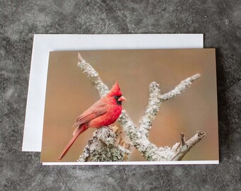 Cardinal Notecard: Fine Art Bird Photography, Blank Inside