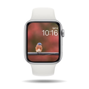 Fall Bluebird Watch Wallpaper, Digital Download, Bluebird Watch Face, Nature Watch Wallpaper, Photo Watch Face, Apple Watch Wallpaper