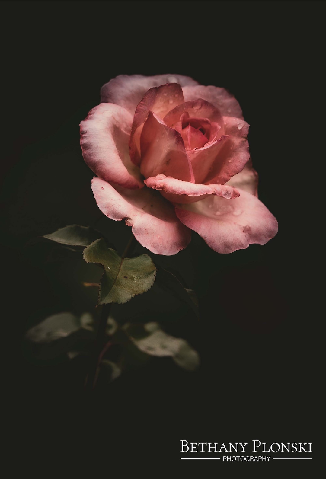 Dewy Pink Rose Fine Art Photography Print - Etsy