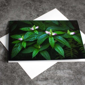 May include: A close-up of a green plant with small white and purple flowers. The plant has large, dark green leaves.