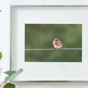 Cute Bluebird Print, Bird Photography, Eastern Bluebird, Nature Photo, Cute Animals, Wall Art, Fine Art Photography image 4