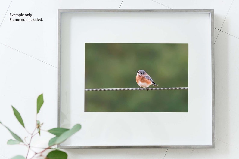 Cute Bluebird Print, Bird Photography, Eastern Bluebird, Nature Photo, Cute Animals, Wall Art, Fine Art Photography image 4