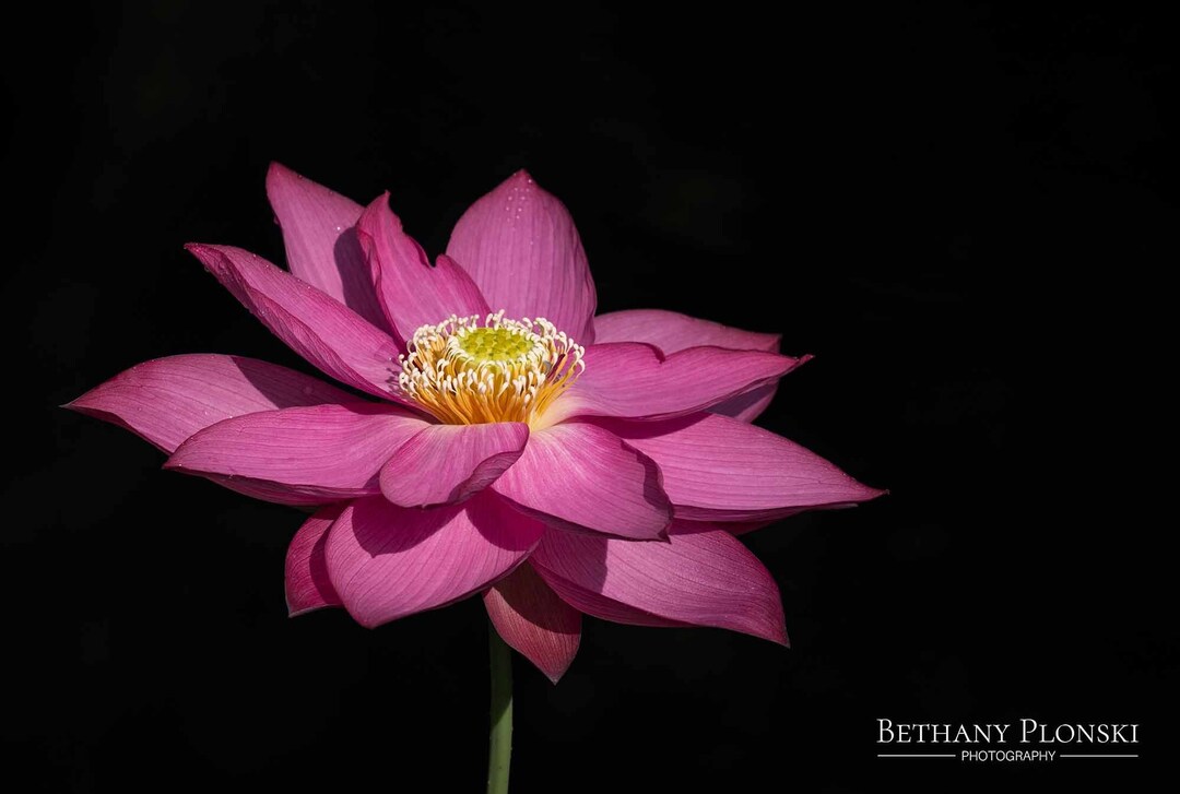 Pink Lotus Flower Art Print, Floral Wall Decor - Etsy