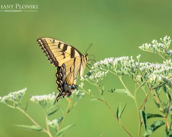 Eastern Tiger Swallowtail Butterfly Photo Print: Nature Wall Art