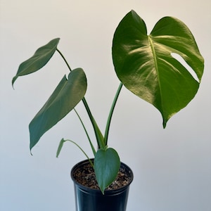 Philodendron Monstera Deliciosa - Starter plant