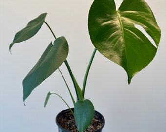 Philodendron Monstera Deliciosa - Starter plant