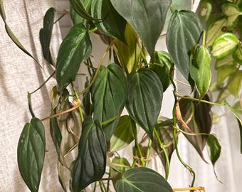 Philodendron Micans - Samtiges Blatt (Grün & Bronze) 2 Stecklinge