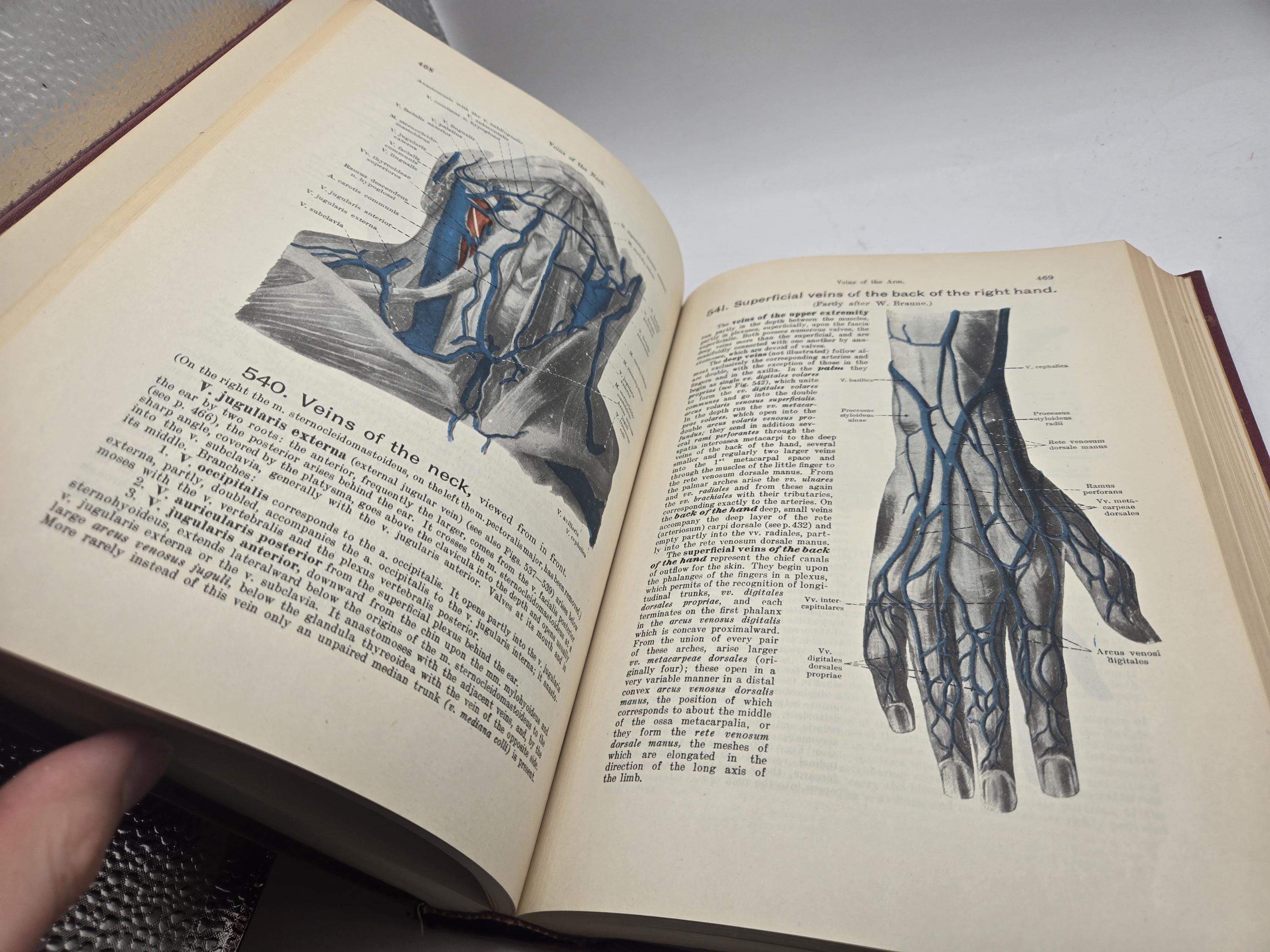 Werner Spalteholz Hand Atlas of Human Anatomy One Volume Edition