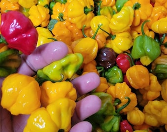 Scotch Bonnet Peppers