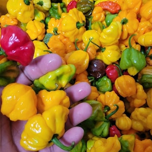 Fresh Scotch Bonnet Peppers - Jamaican Hot Peppers - Homegrown - Farm Fresh - Spicy