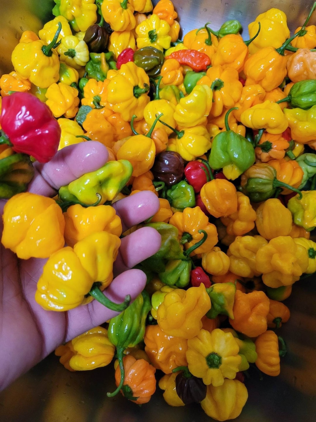 Extraordinary Hot Pepper Jamaica Pictures