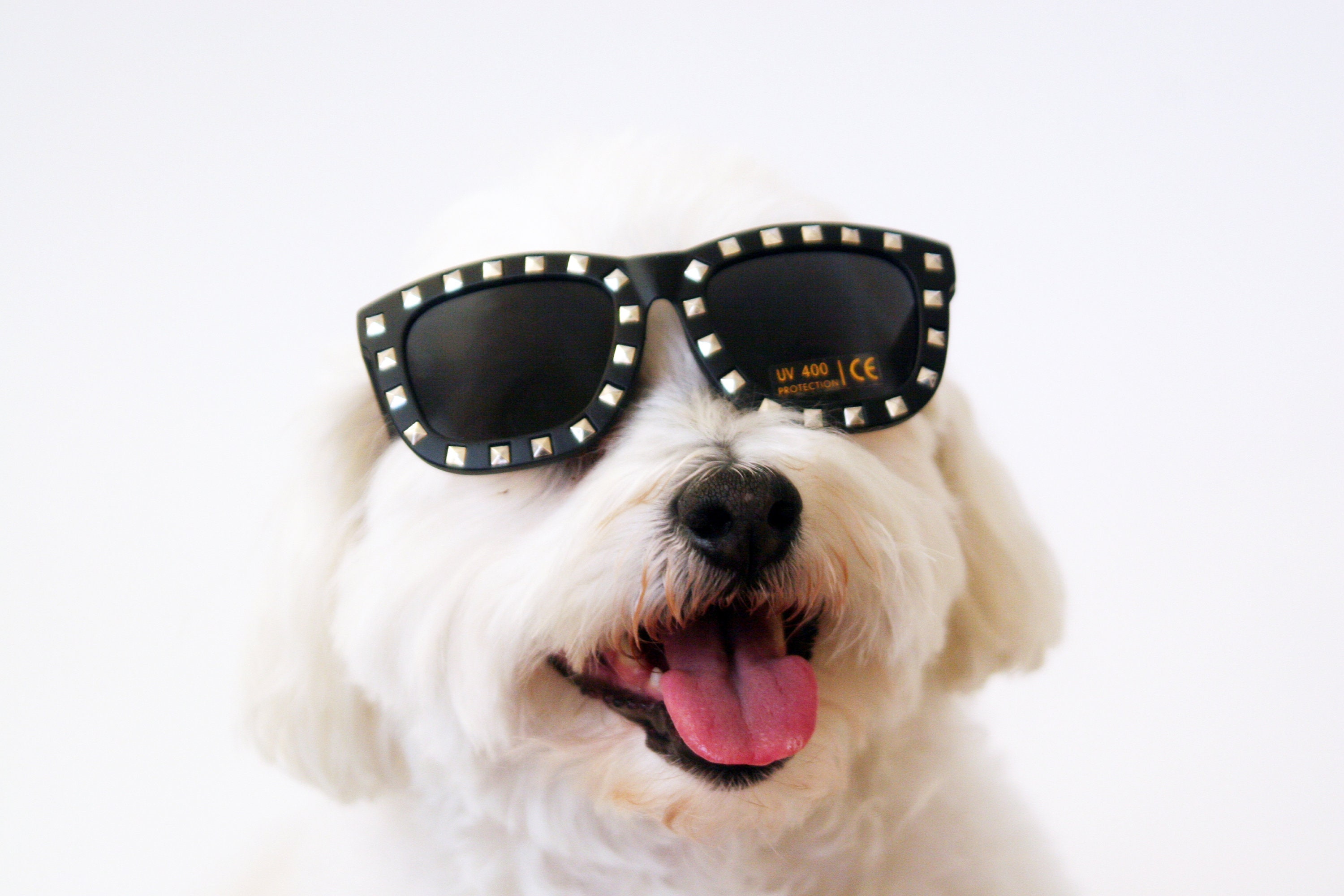 Lennon Glasses for Small Dogs 3-15lbs * Dog Sunglasses * Fun for Instagram  and Social Media Posts